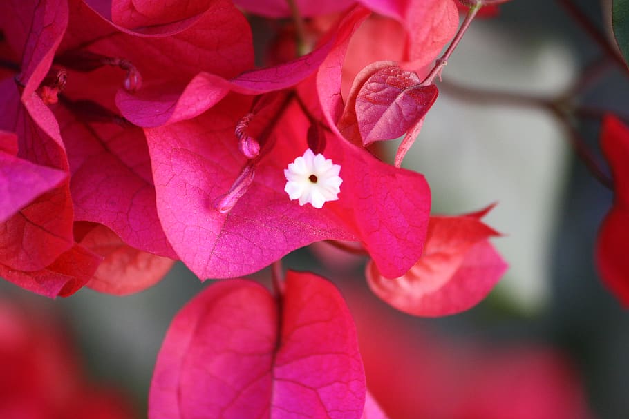 United States, Phoenix, 2239 E Wier Ave, Flower, Bougainvillea, - HD Wallpaper 