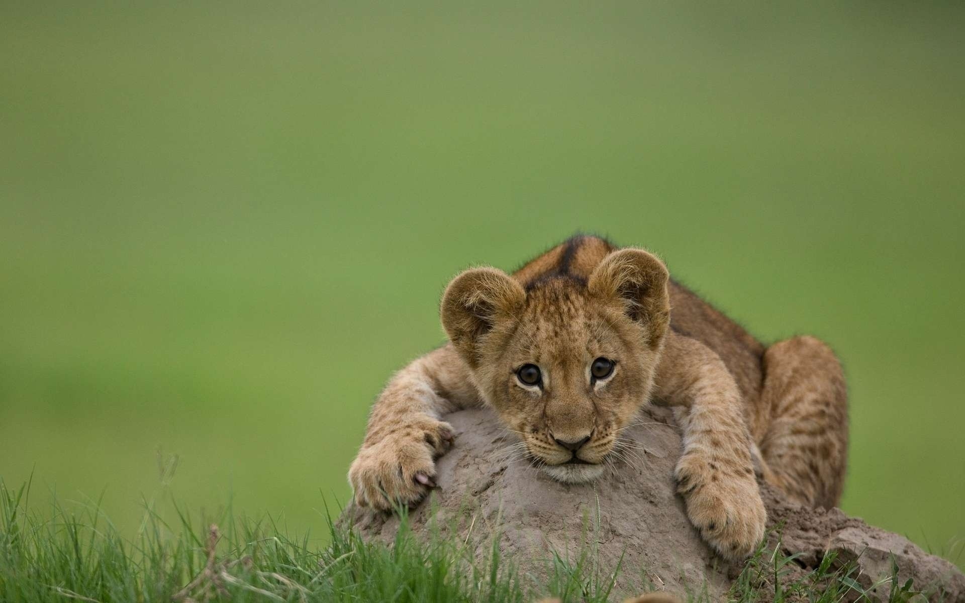 Fearless Wallpapers Wallpaper - Lion Cub On Rock - HD Wallpaper 