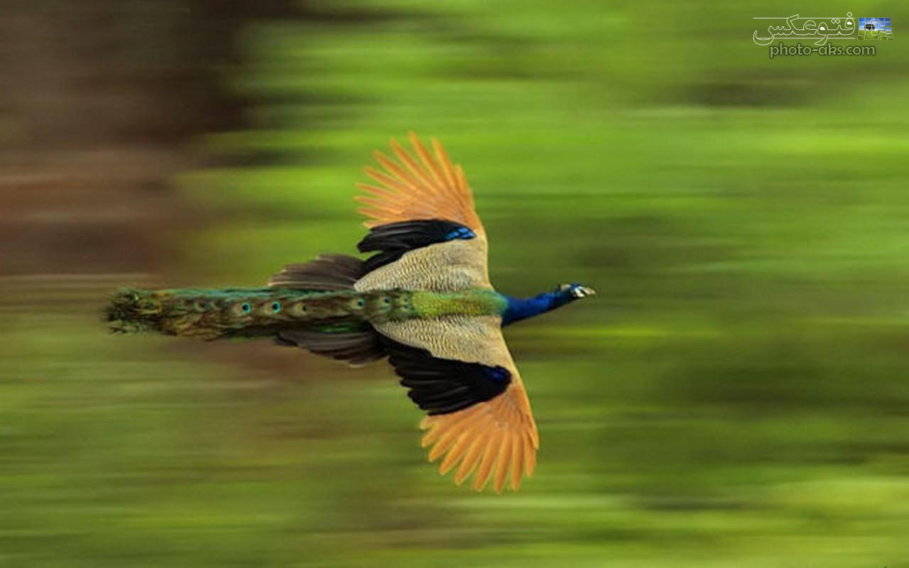 Peacock In Full Flight - HD Wallpaper 