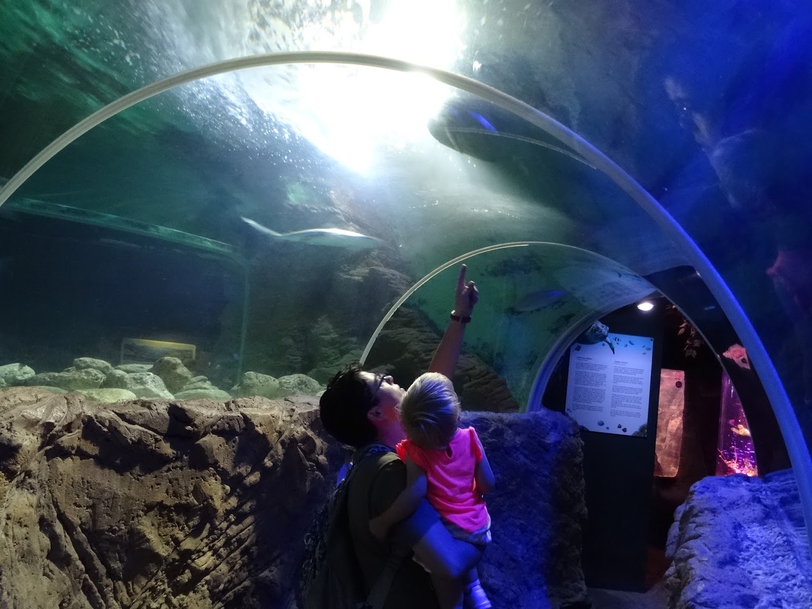 Aquarium - HD Wallpaper 