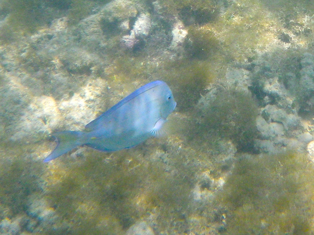 Underwater - HD Wallpaper 