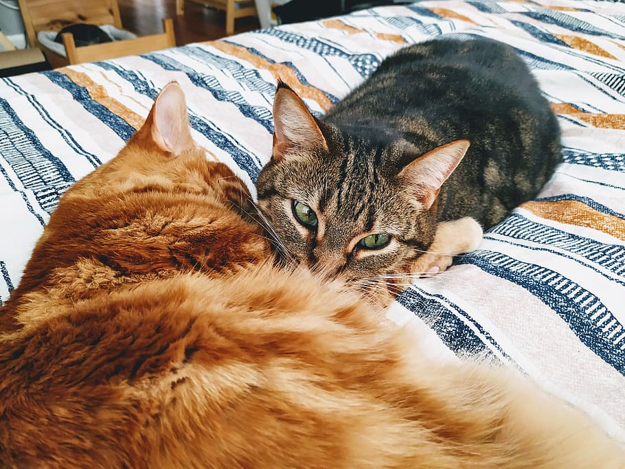 Felix Argyle Wallpaper - HD Wallpaper 