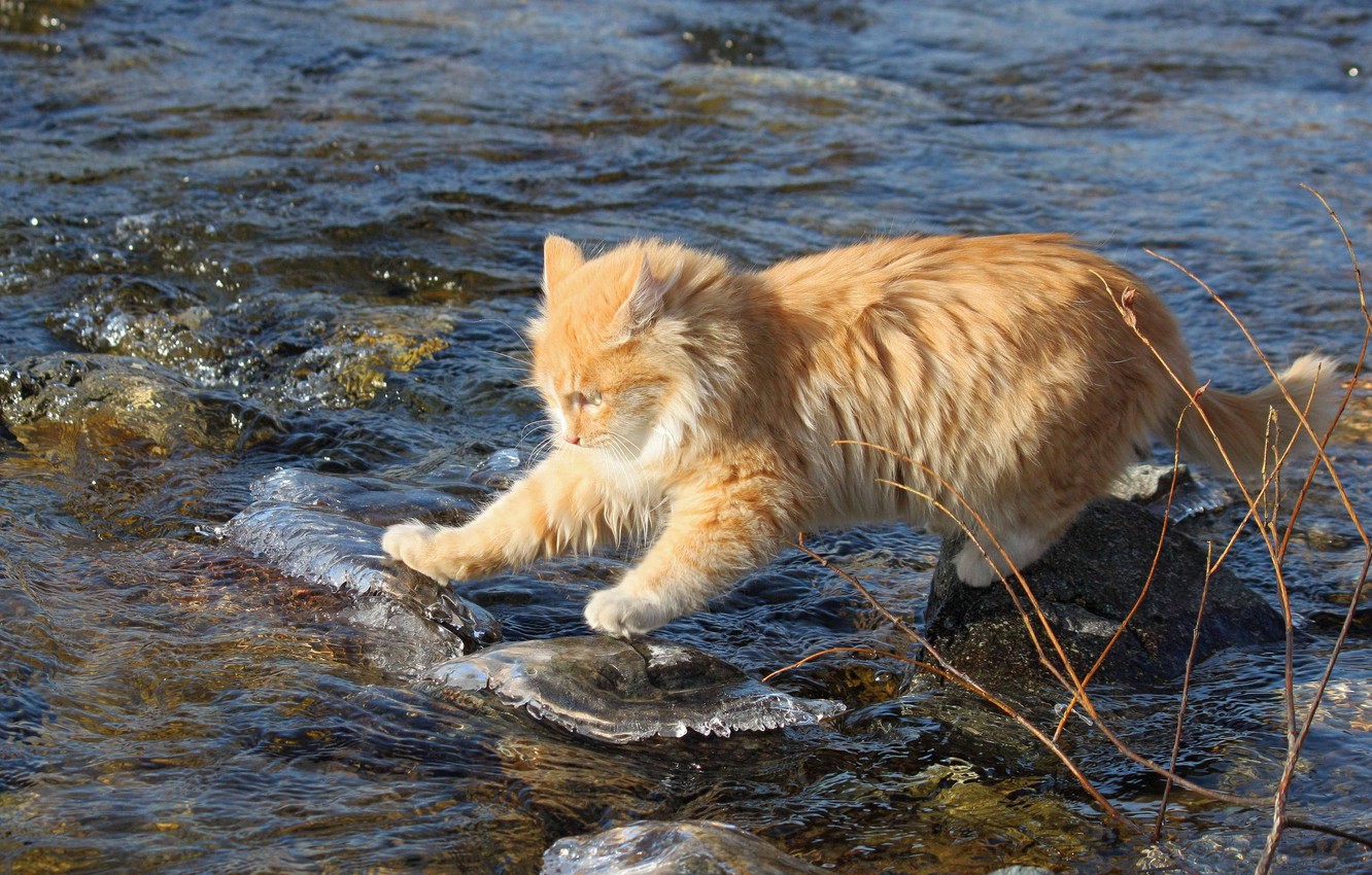 Photo Wallpaper Cat, Water, Stones, Red, Fearless, - Cat In River - HD Wallpaper 