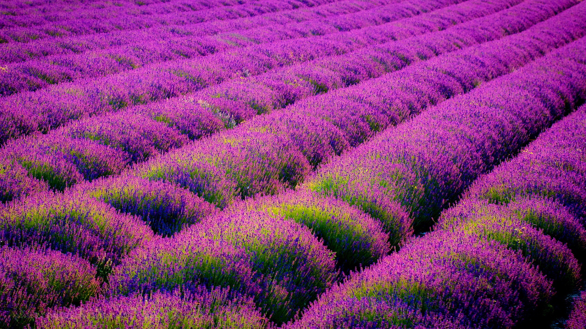 Category Cashadvance6online - High Resolution Lavender Fields - HD Wallpaper 