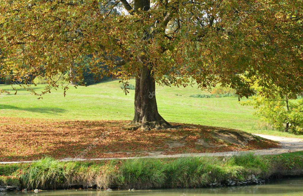 Maidenhair Tree - HD Wallpaper 