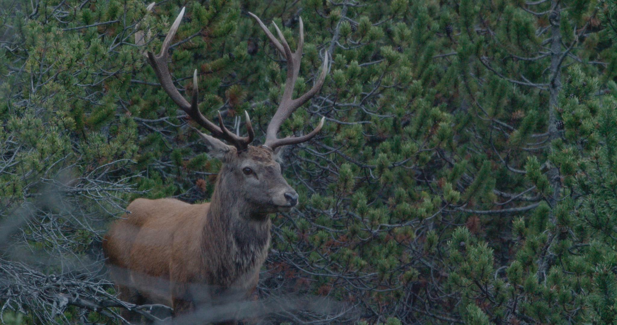 Antler - 2048x1080 Wallpaper - teahub.io