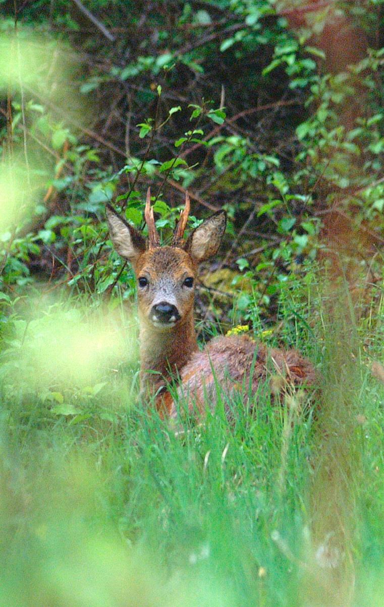 »die Jagd Ist Überflüssig - White-tailed Deer - HD Wallpaper 