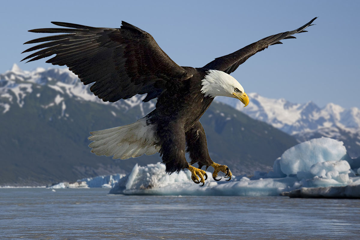 Hq Bald Eagle Wallpapers - Bald Eagle - HD Wallpaper 