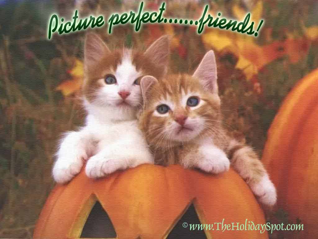 Friendship Day Wallpapers Free Download - Cute Kitty Cute Cat Images Hd - HD Wallpaper 