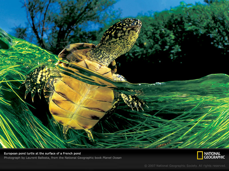 Tortuga - Hawksbill Sea Turtle - HD Wallpaper 