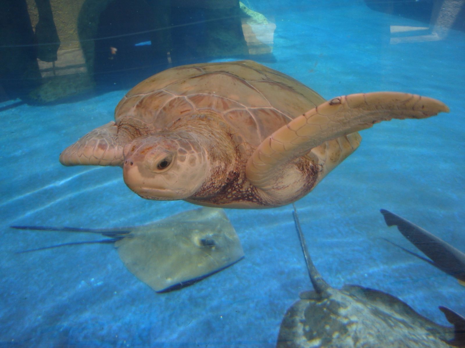 La Tortuga - Kemp's Ridley Sea Turtle - HD Wallpaper 