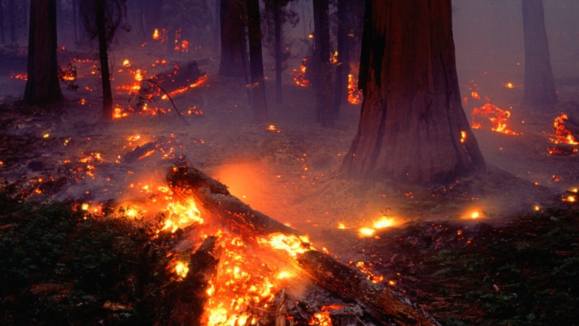Forest Fire Flames Tree Disaster Apocalyptic Wallpaper - Forest Fire - HD Wallpaper 