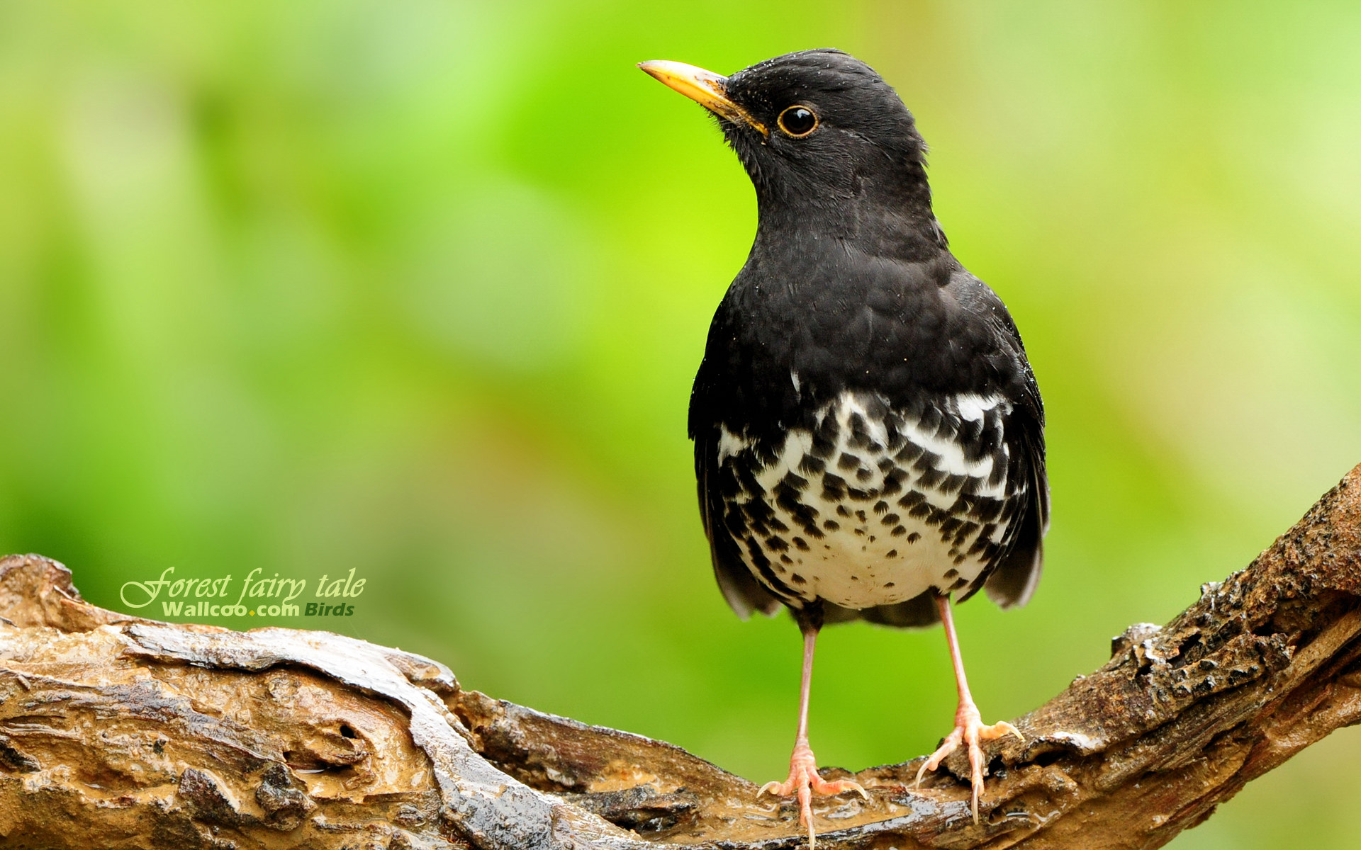 Wallc 
birds 
eco - طيور الغابات الشمالية - HD Wallpaper 