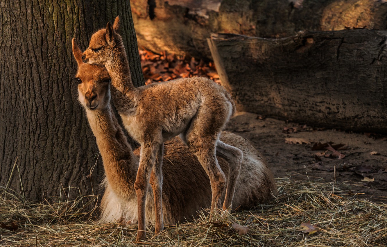 Lama Tapety Na Telefon - HD Wallpaper 