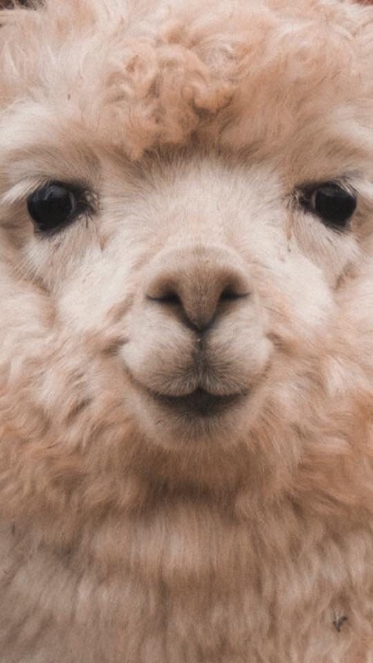 Alpaca Face - HD Wallpaper 