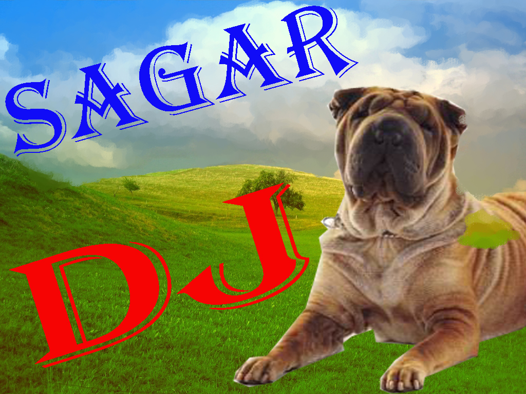 Shar Pei - HD Wallpaper 