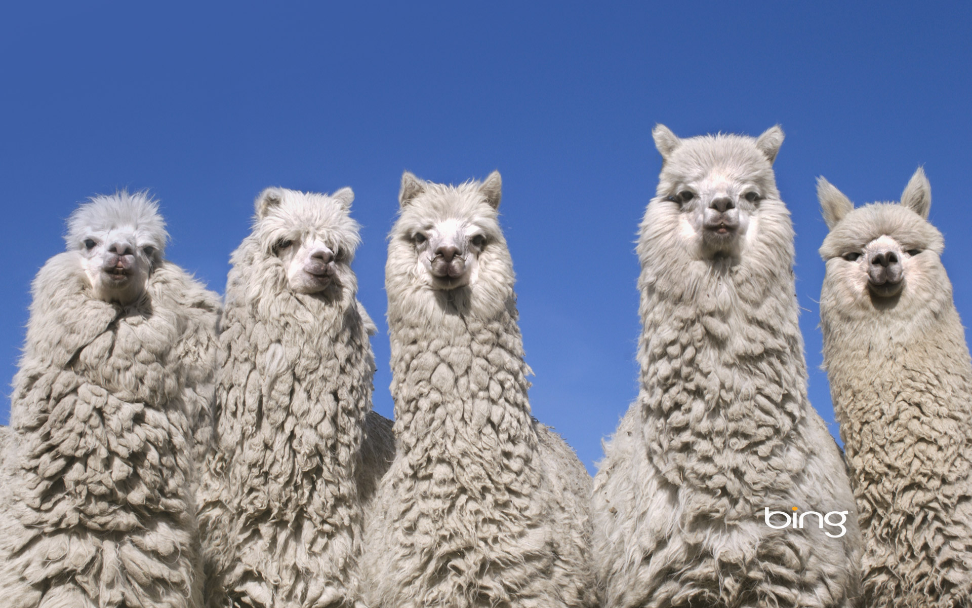 Bing Wallpaper Animals - 1920x1200 Wallpaper Bing Wallpaper Animals - 1920x1200 Wallpaper