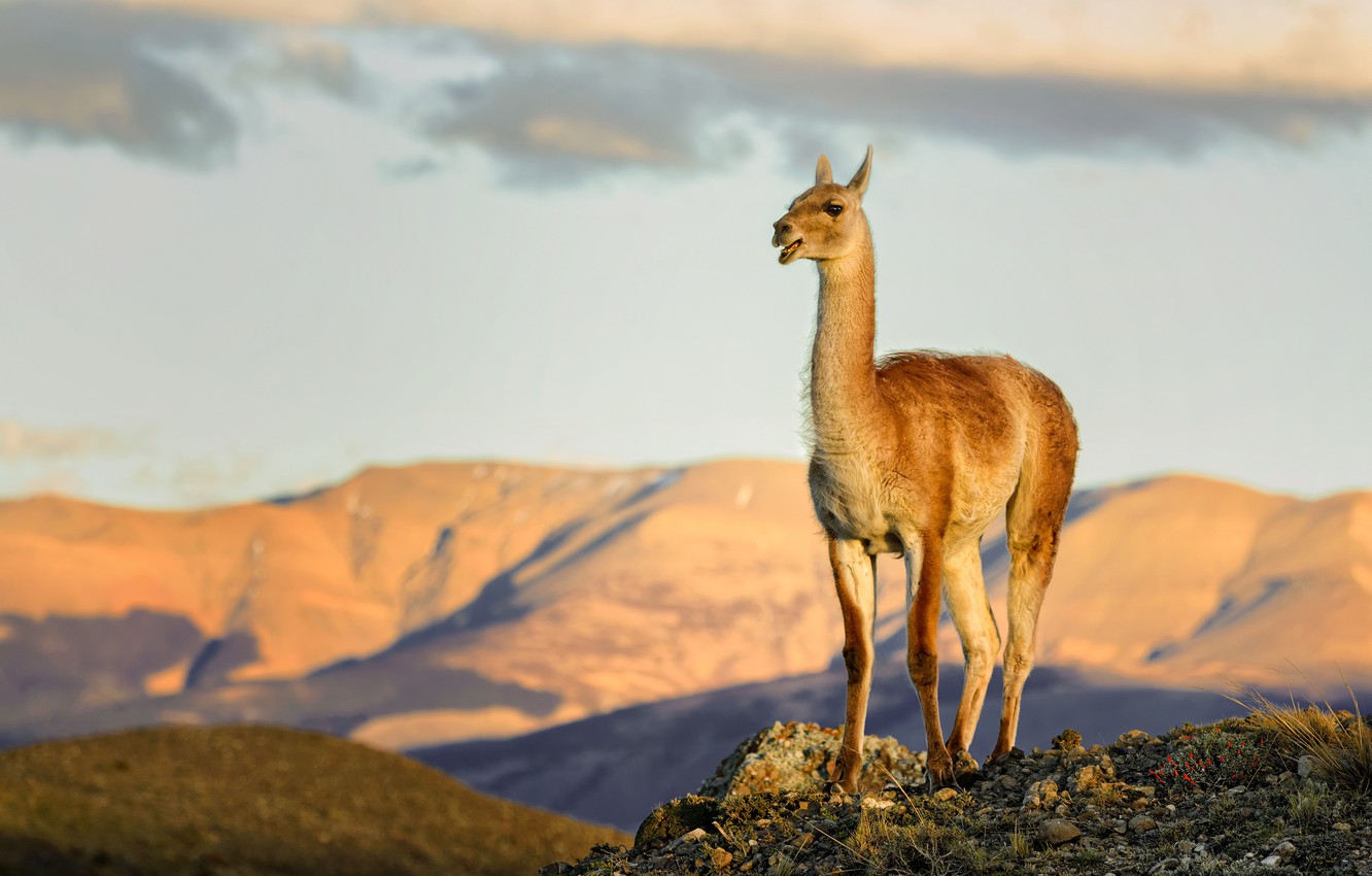 Photo Wallpaper The Sky, Mountains, Lama - Llama - HD Wallpaper 