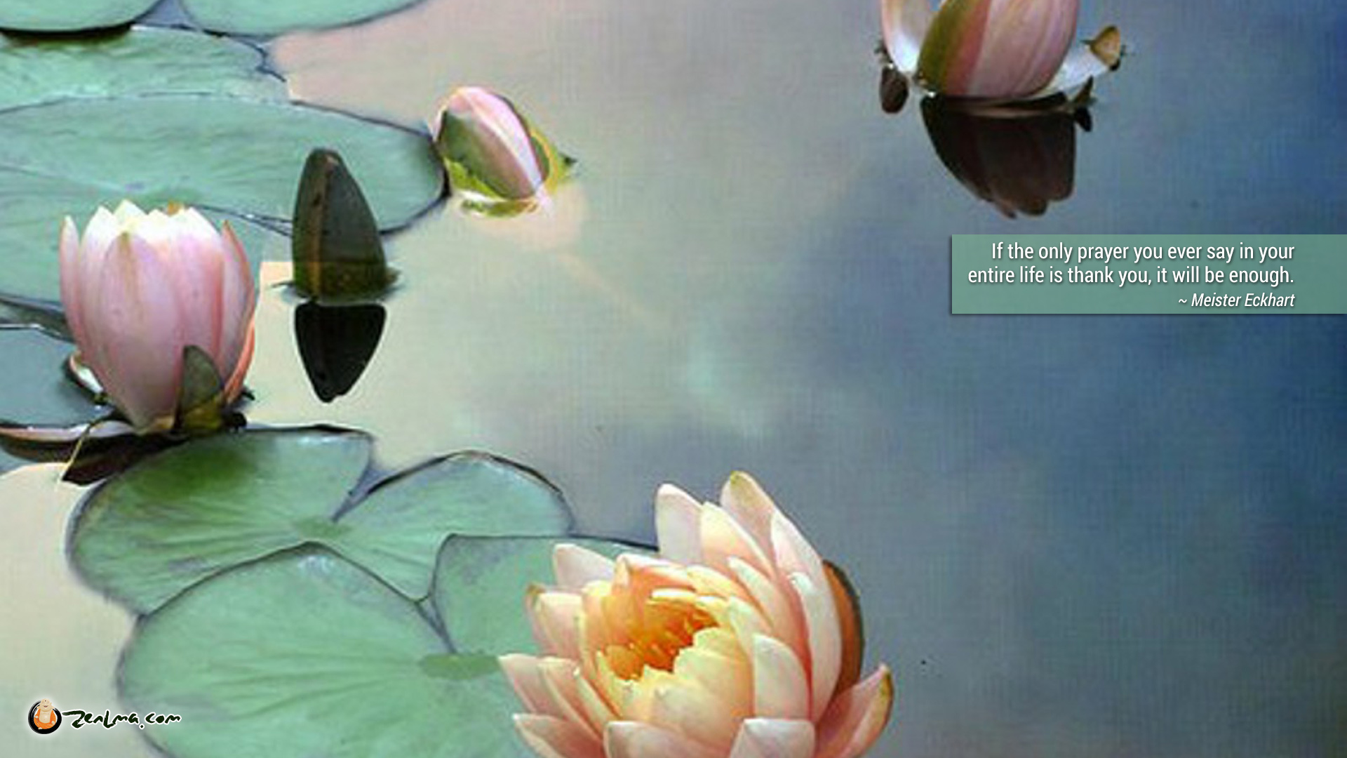 Half Open Lotus Flower - HD Wallpaper 