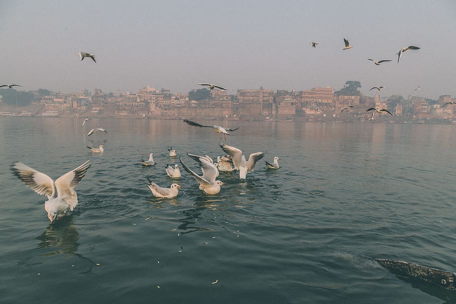 India, Varanasi, River, Ganges, Birds, Animal Wildlife, - Gull - HD Wallpaper 