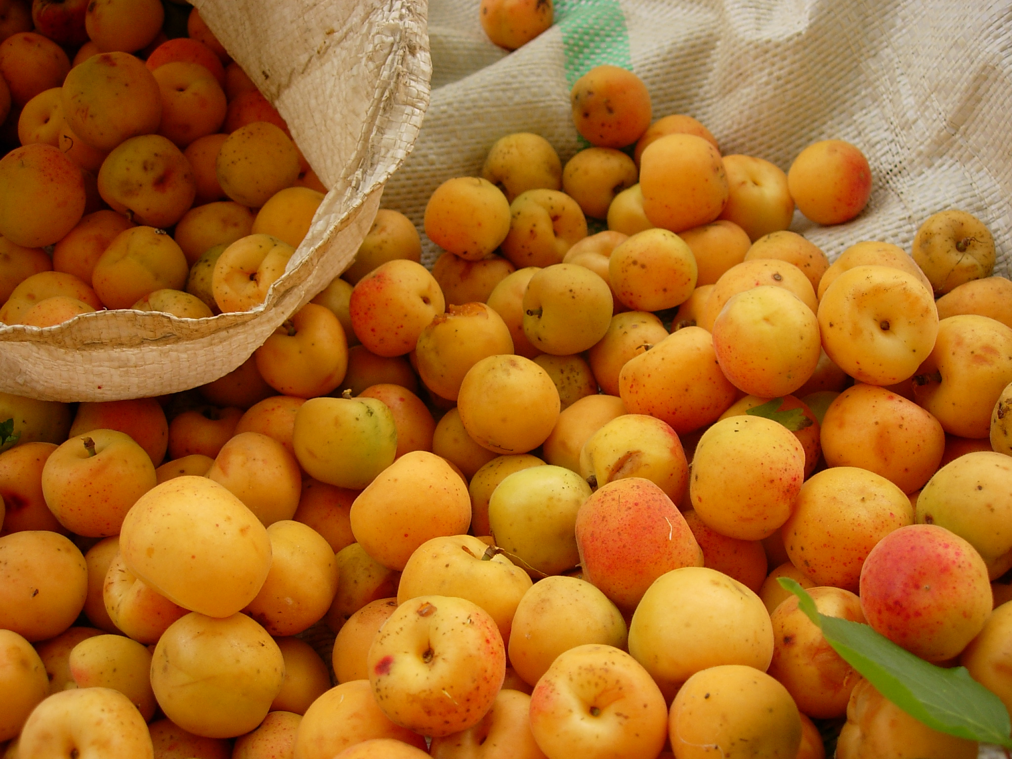 Apricot Fruit Wallpaper - Mandarin Orange - HD Wallpaper 