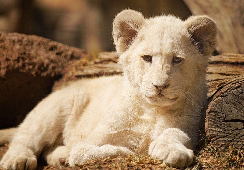 White Lion Cub - HD Wallpaper 