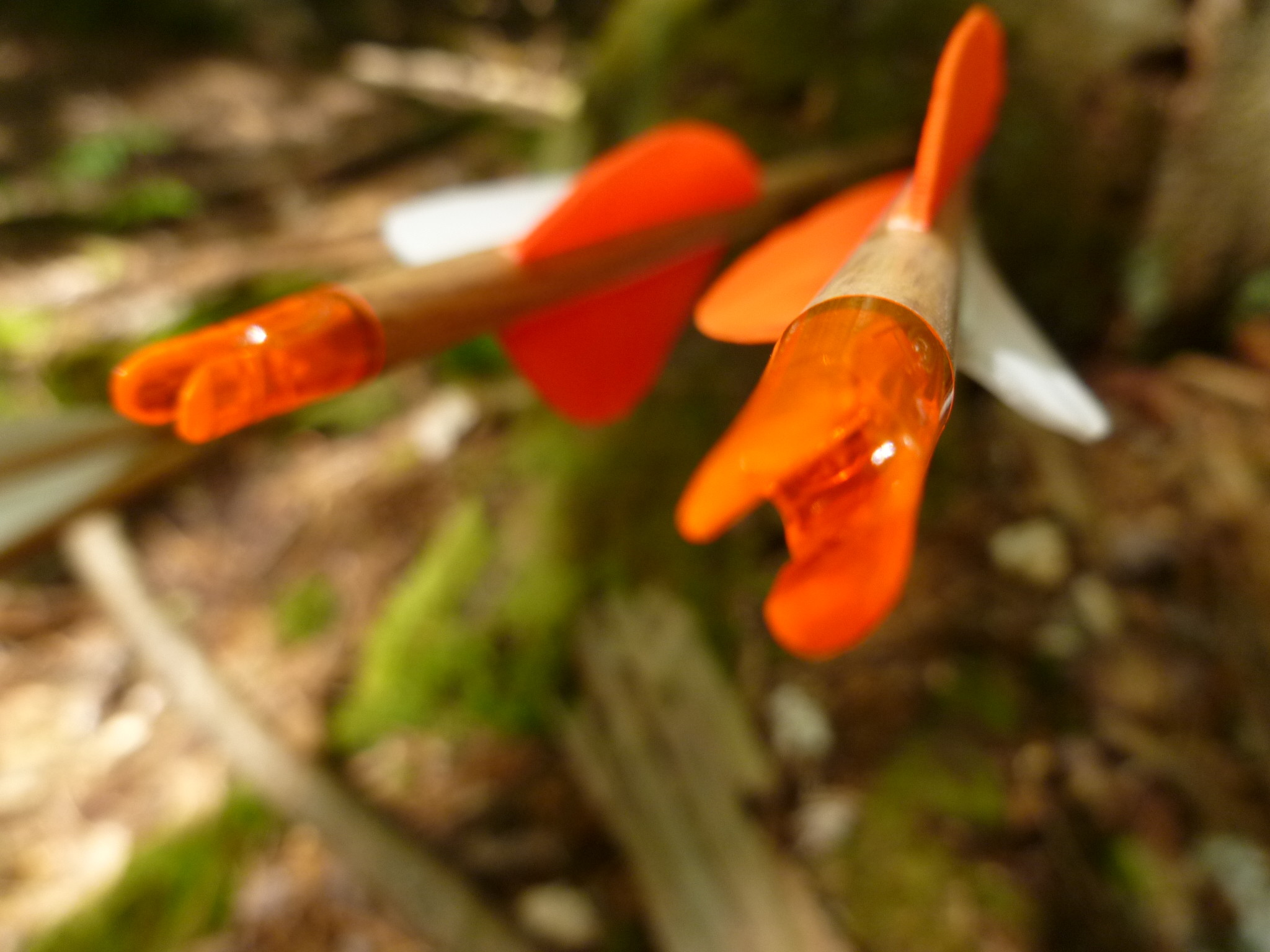 Work Has Been Busy, Busy, Busy, Walking In The Woods - Hippeastrum - HD Wallpaper 