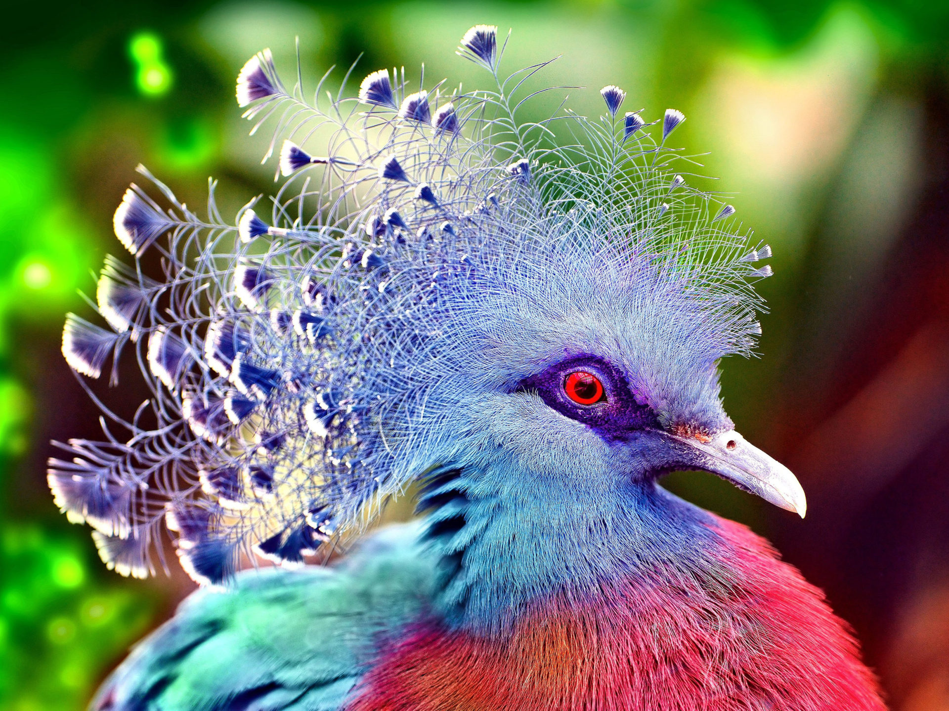 Cute Animals And Birds - 1920x1440 Wallpaper Cute Animals And Birds - 1920x1440 Wallpaper