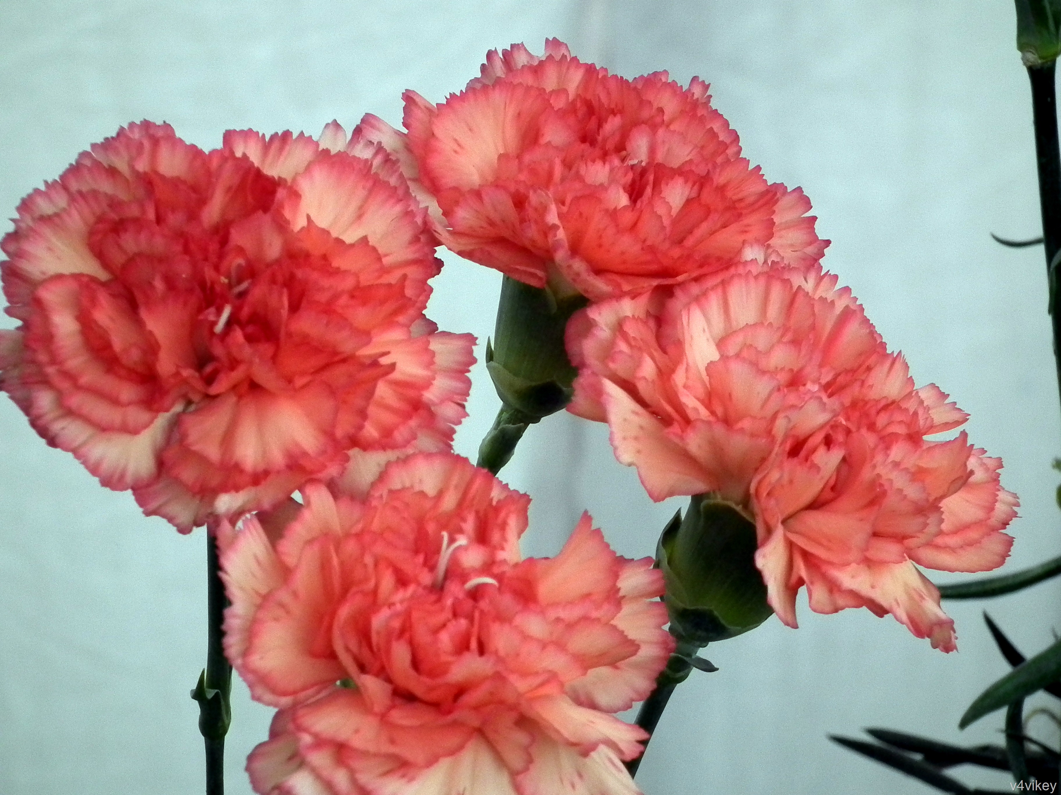 Dianthus Caryophyllus Standard Carnation 3648x2736 Wallpaper teahub.io