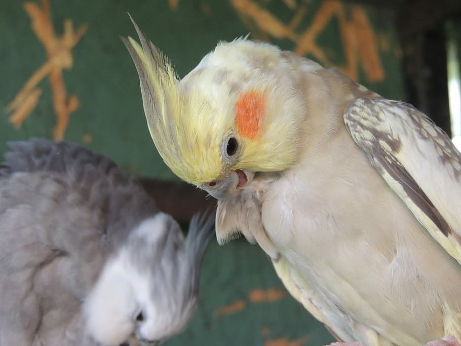 Parrots, Pets, Care, Charge, Love, Purification, Couple, - White Parrot - HD Wallpaper 