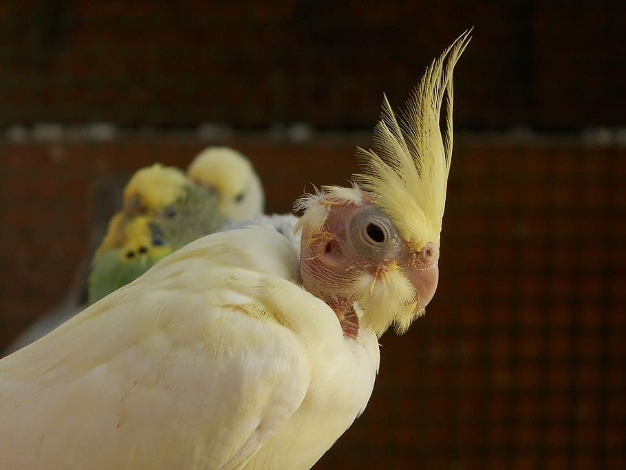 Cockatiel, Corrugated Parakeets, Birds, Animals, Animal - Cockatiel - HD Wallpaper 