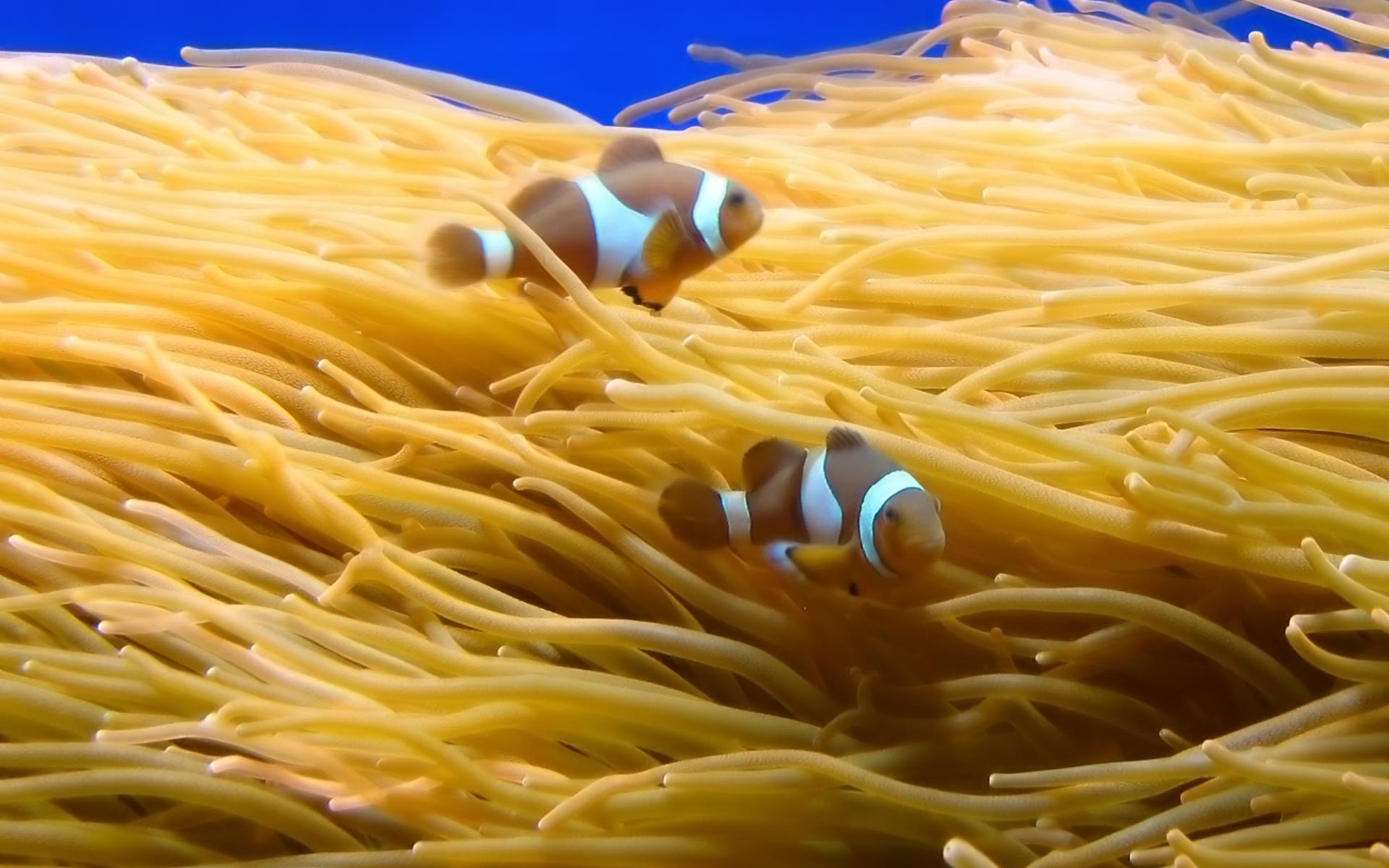 Clownfish Underwater Photo Picture Hd Free Wallpapers - Animal - HD Wallpaper 