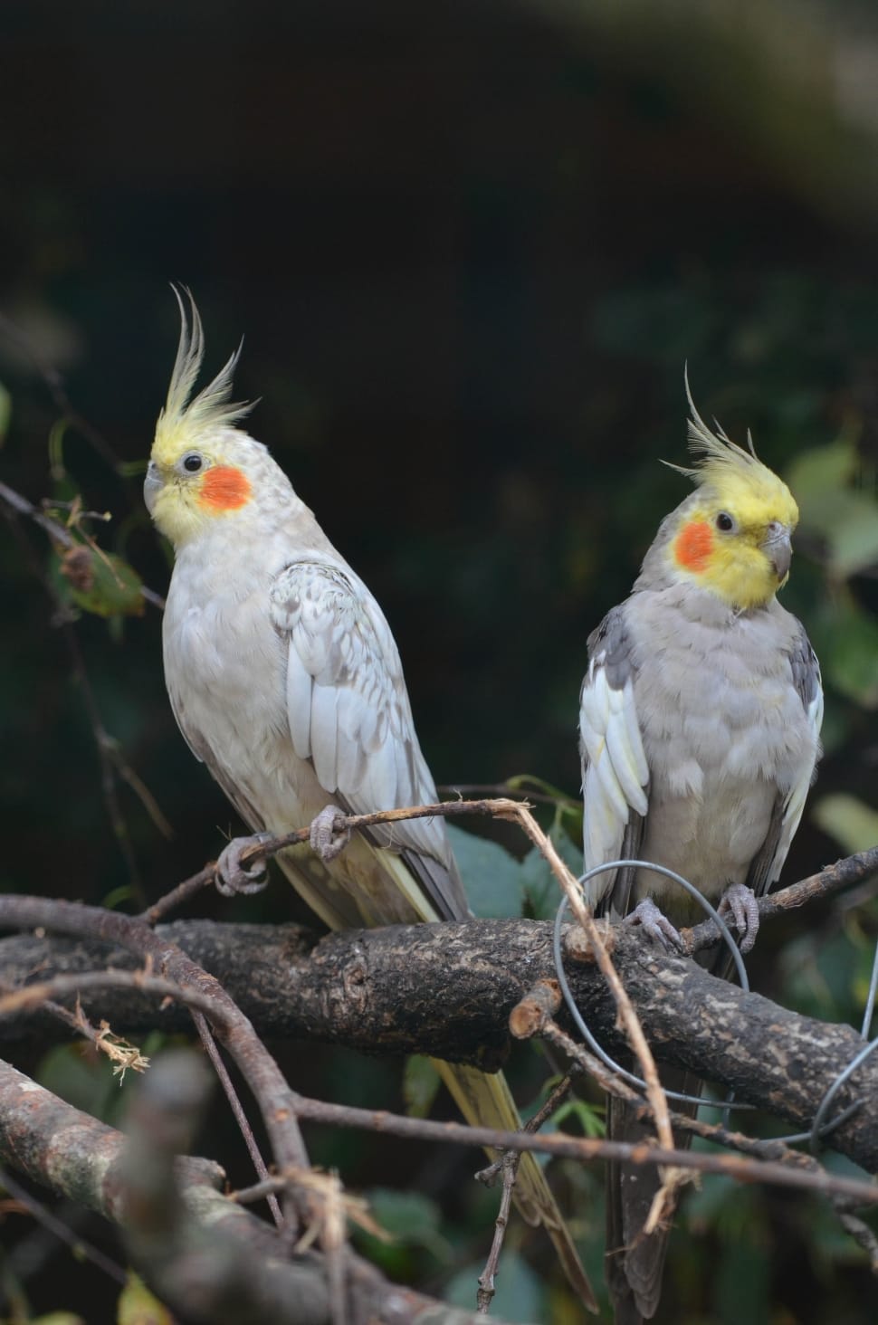 Grey And Yellow Cockatiel Preview - Dwarf Parrot - HD Wallpaper 