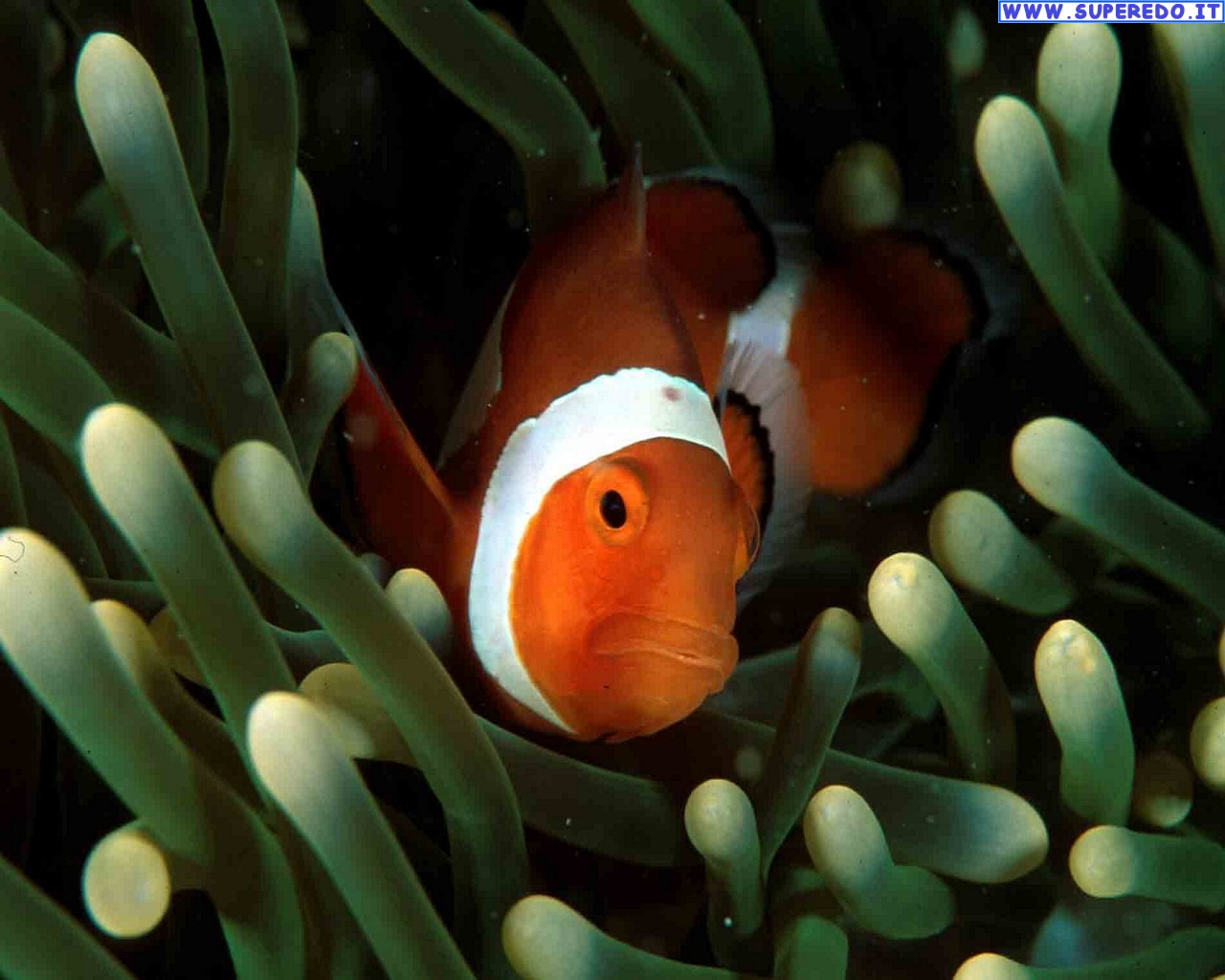Clown Fish - Sfondi Pesce Pagliaccio - HD Wallpaper 