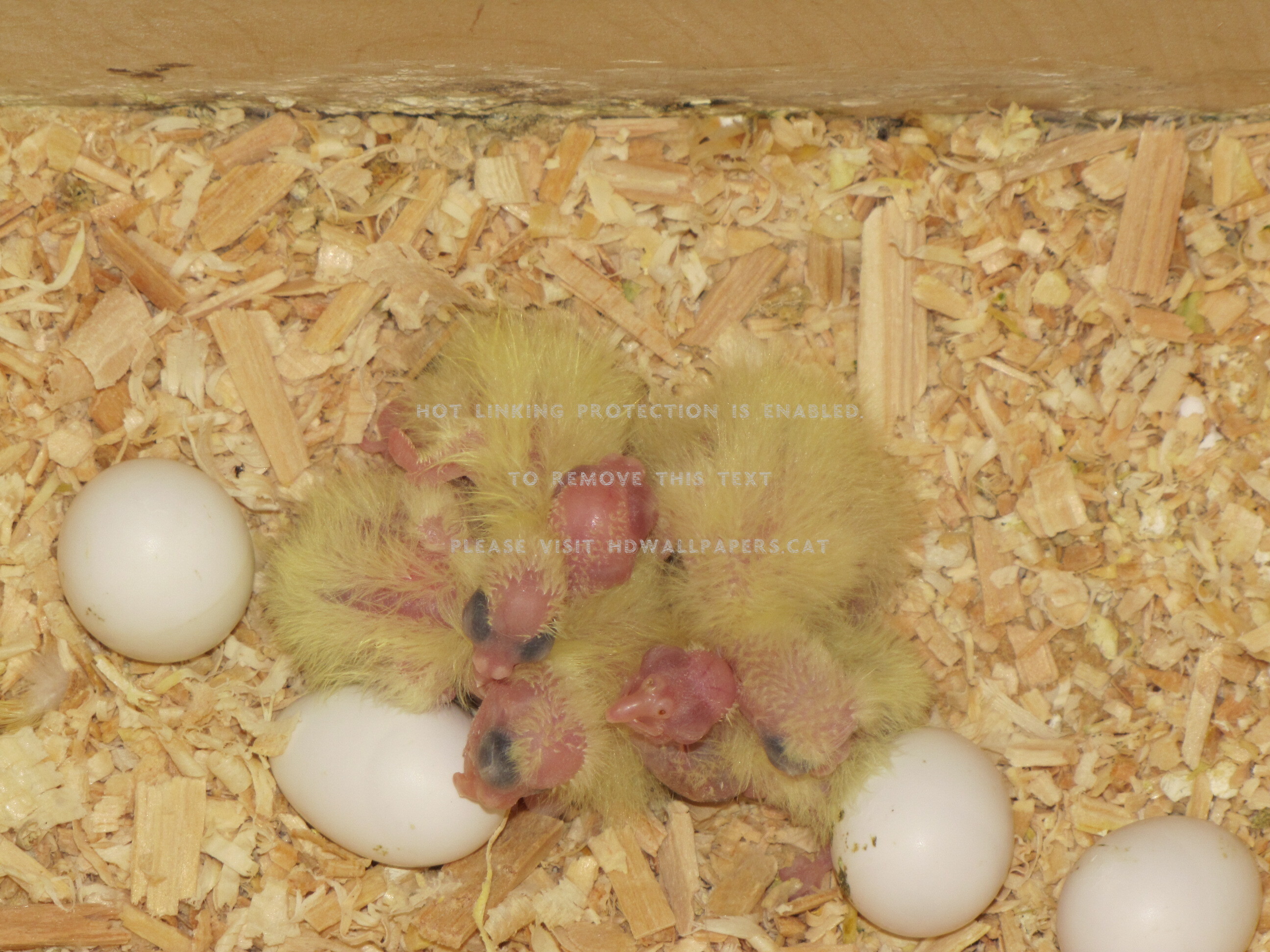 Cockatiel Nestlings Newborn Pets Yellow - Egg - HD Wallpaper 