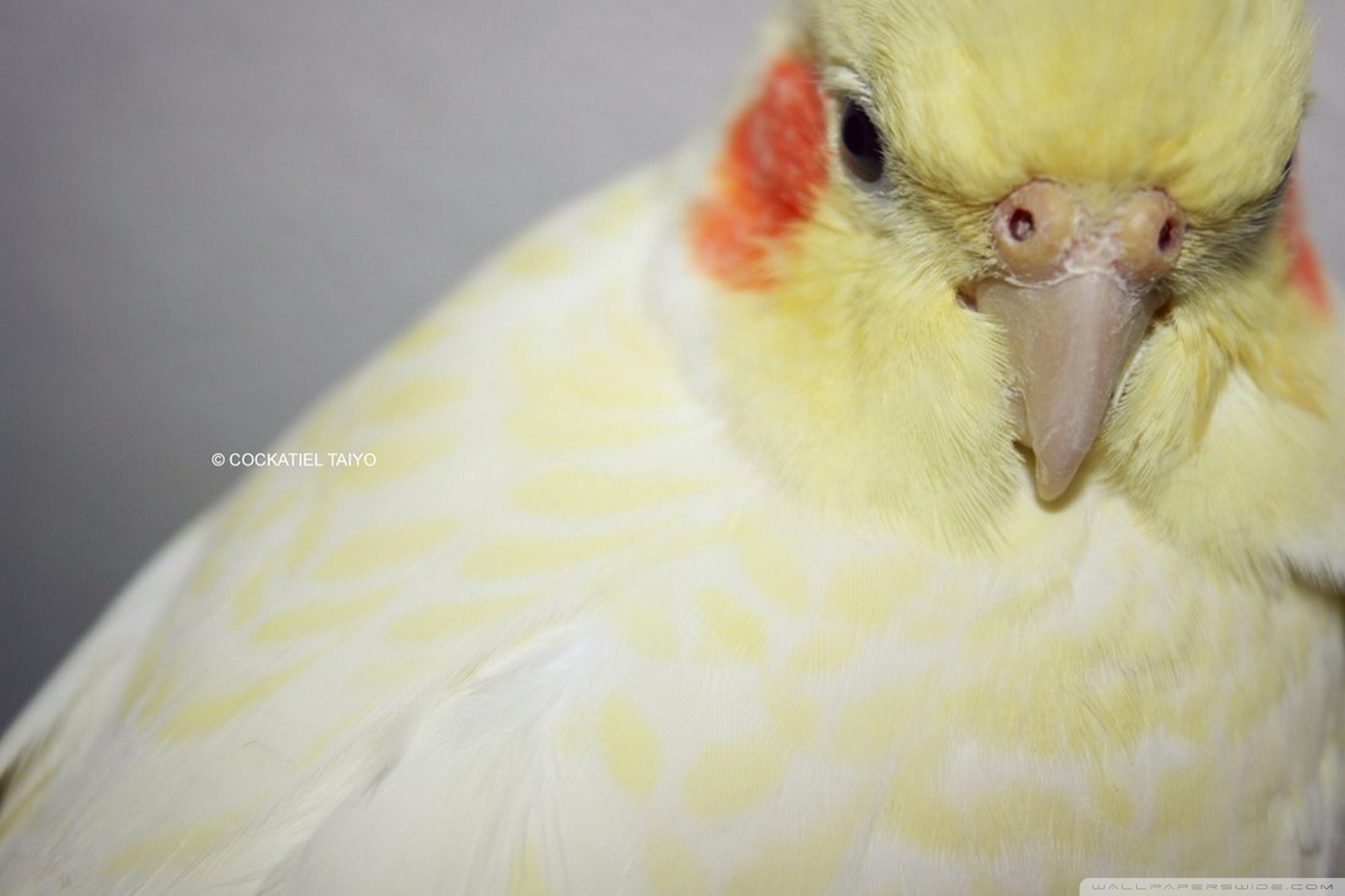 Cockatiel - HD Wallpaper 