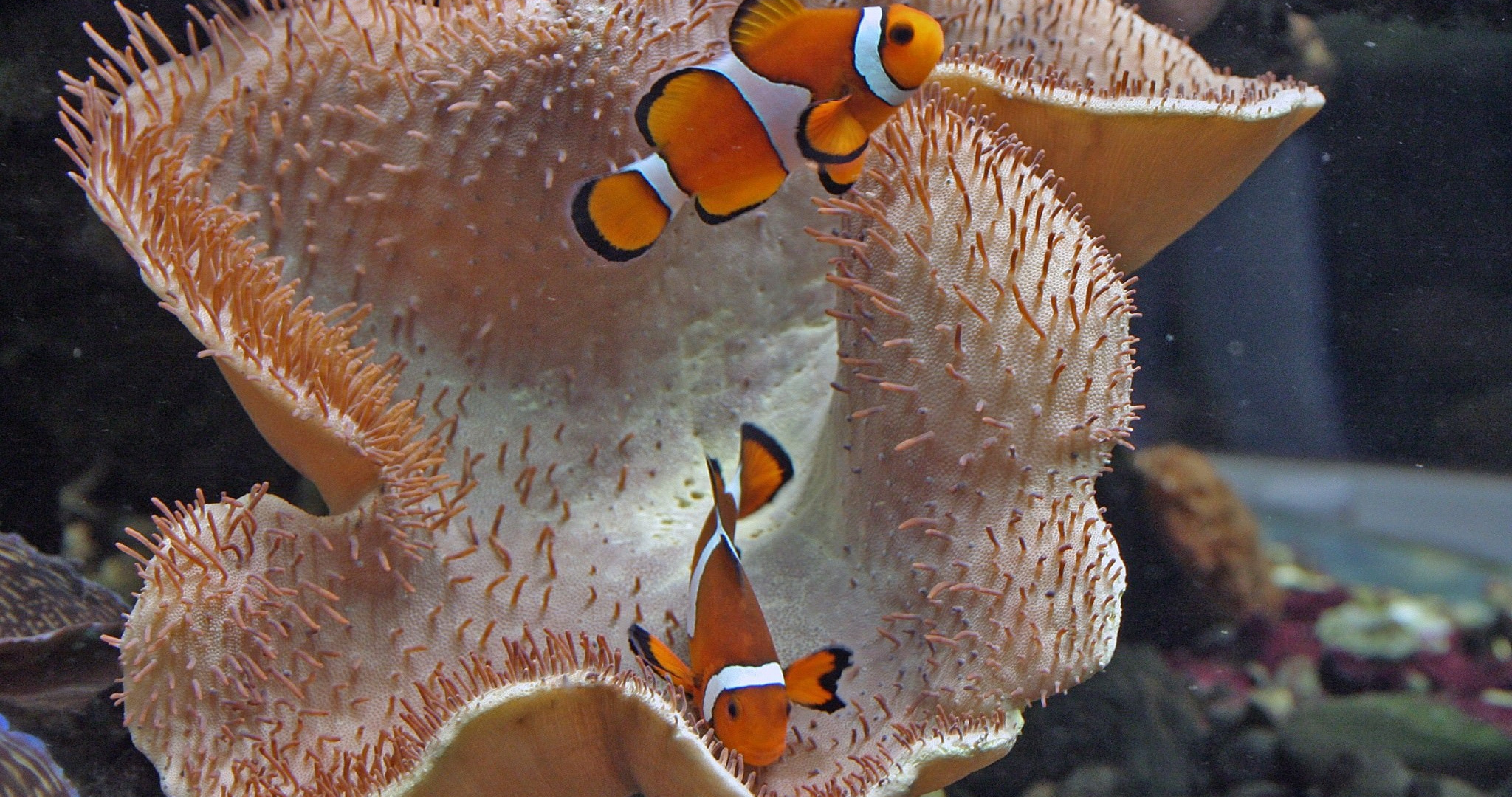 4k Ultra Hd Images Poissons Marins - HD Wallpaper 