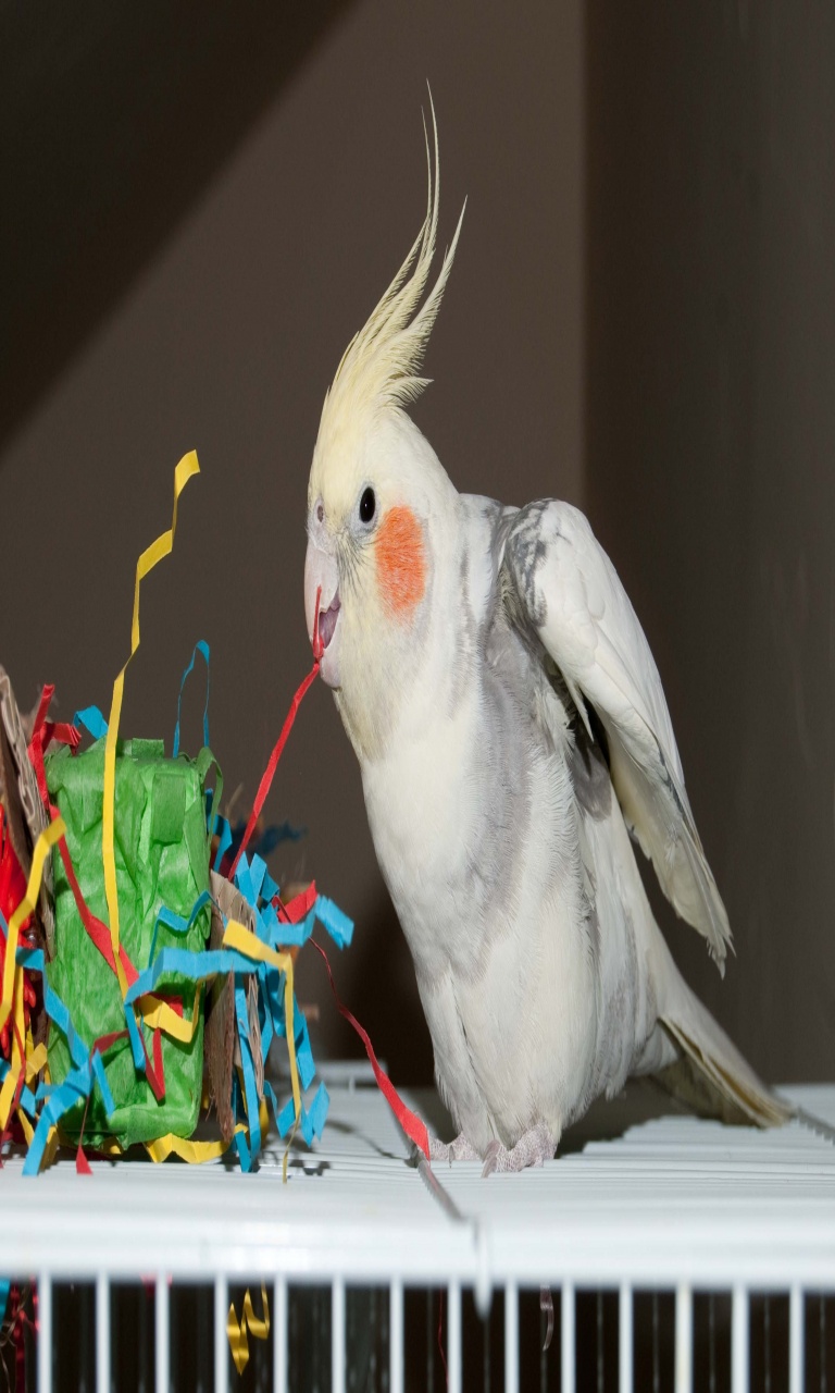 Toys That Cockatiels Like 768x1280 Wallpaper teahub.io