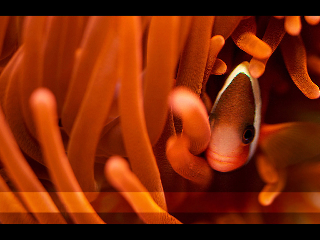 Clown Fish 2 Wallpaper - Sea Anemone - HD Wallpaper 