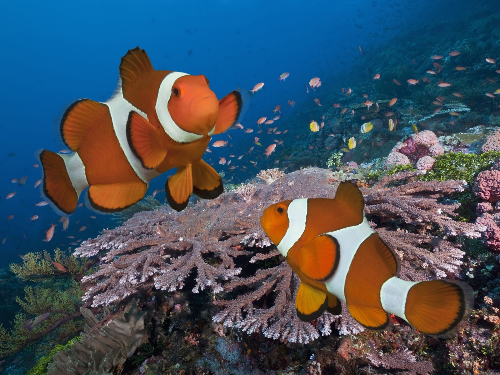 Coral Reef Pictures Of Clownfish - HD Wallpaper 