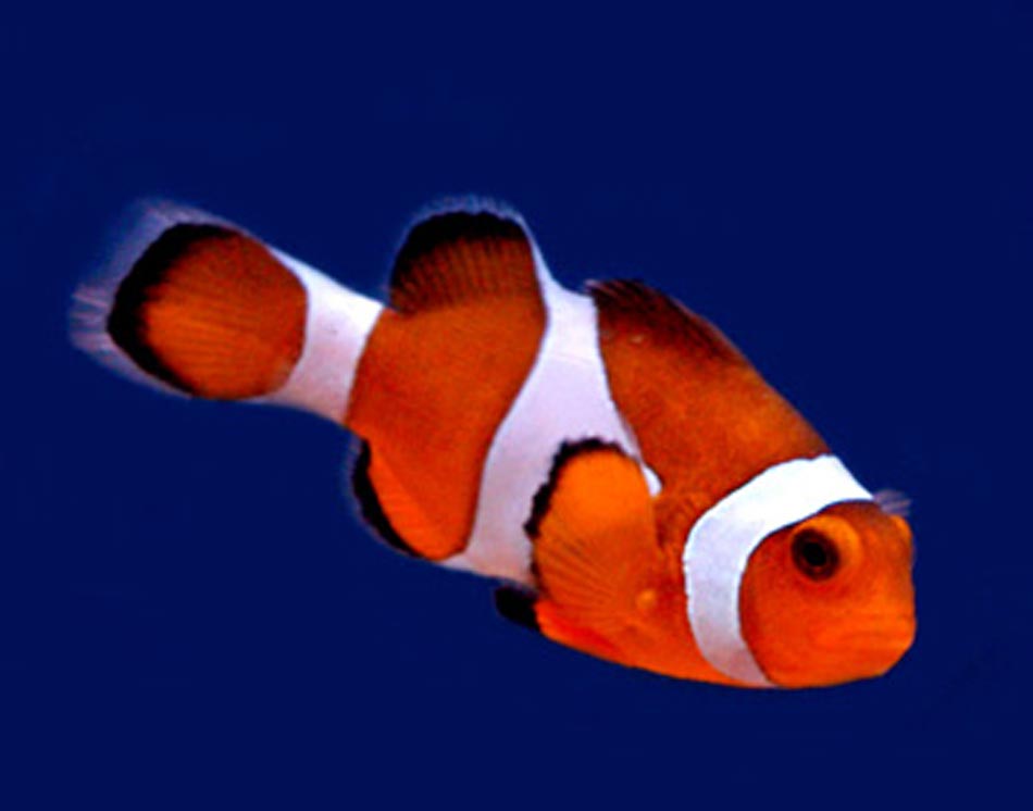 Clown Fish - HD Wallpaper 