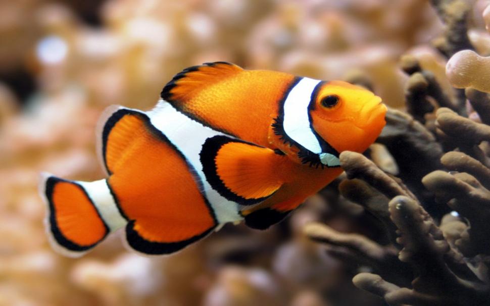 Clownfish Wallpaper,animals Hd Wallpaper,beauty Fish - Orange Clownfish - HD Wallpaper 