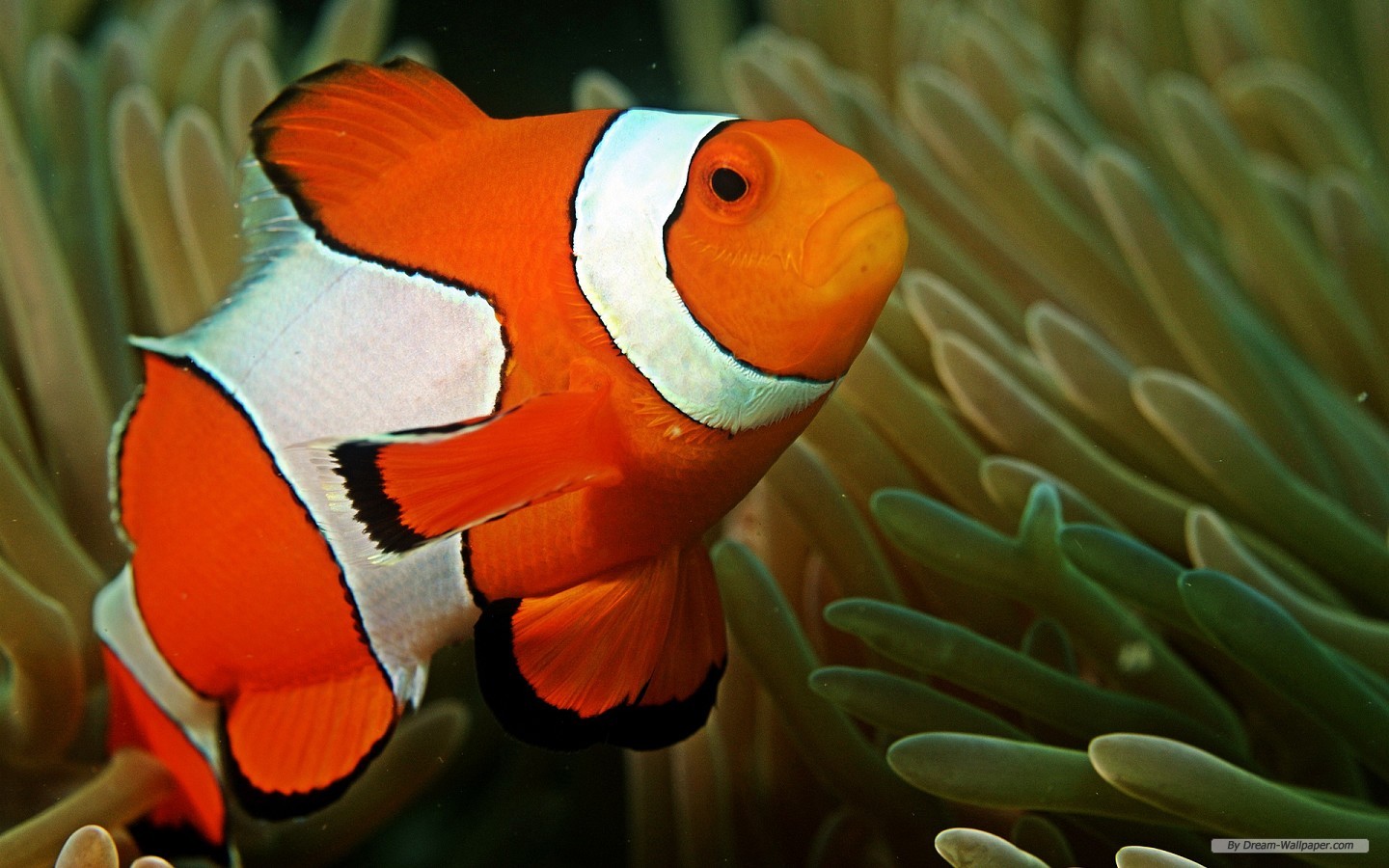 Free Animal Wallpaper - All Fishes - HD Wallpaper 