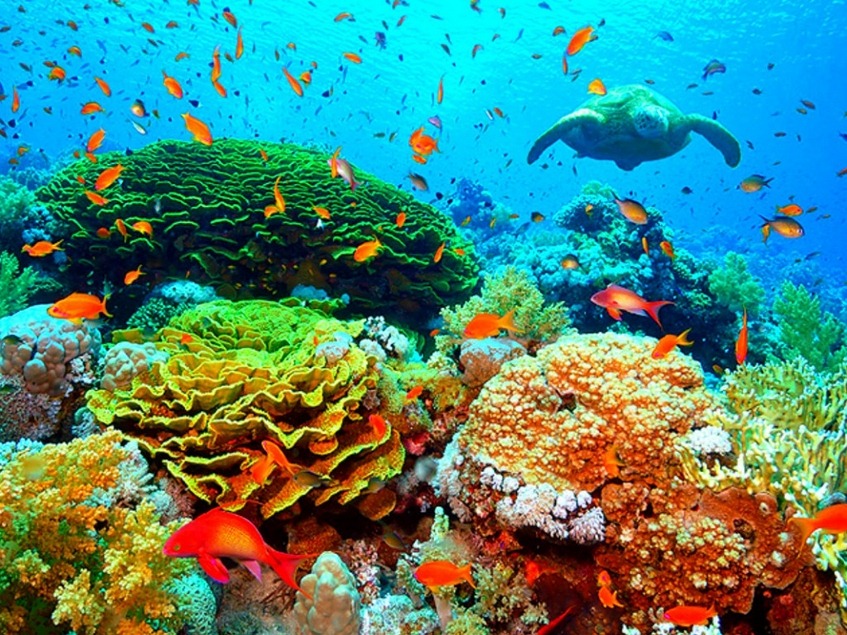 Decomposers In A Coral Reef Ecosystem - HD Wallpaper 