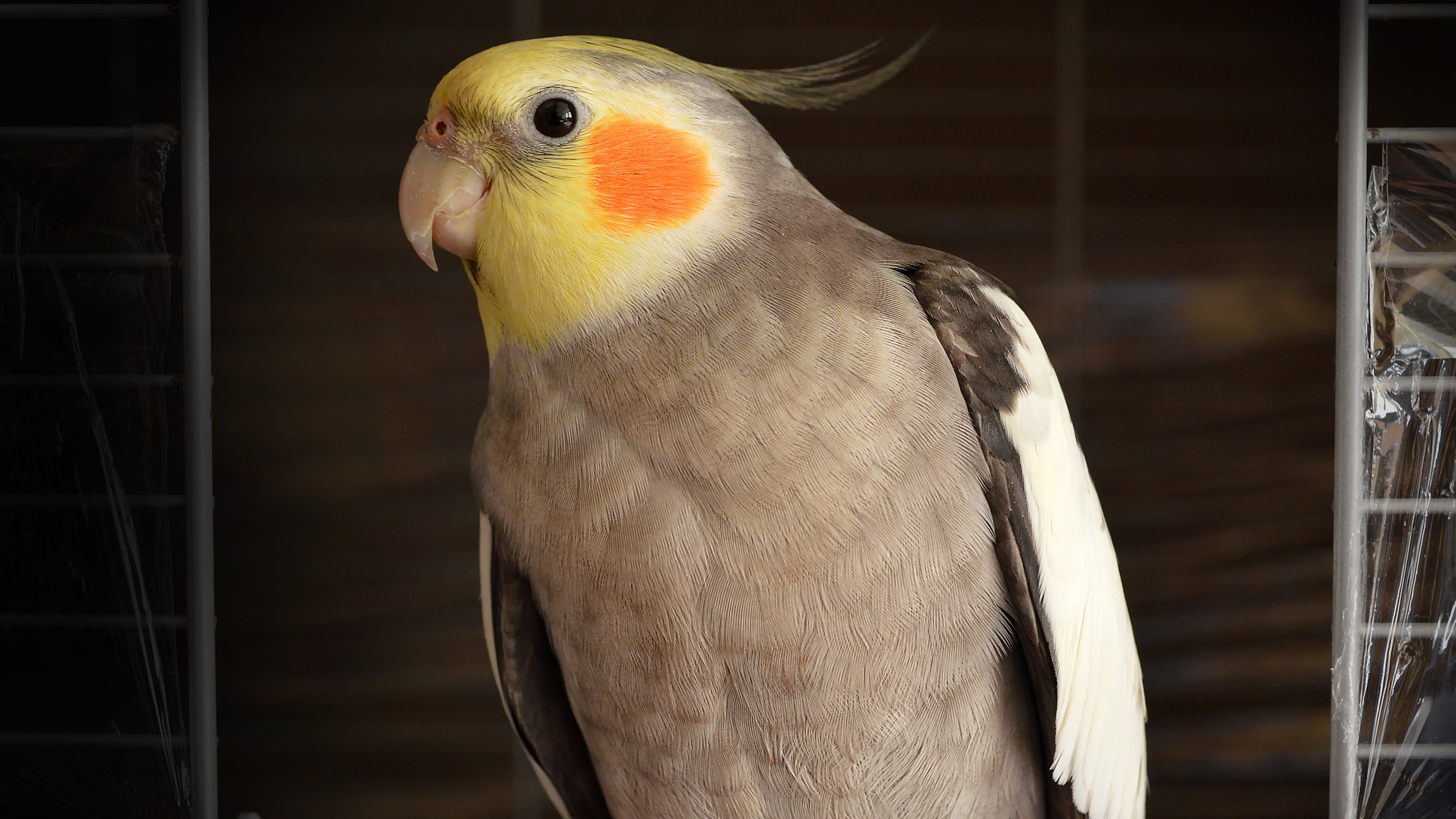 Jolly Gray Parrot In Zoo 5k Wallpapers - Pet Bird Photography - HD Wallpaper 