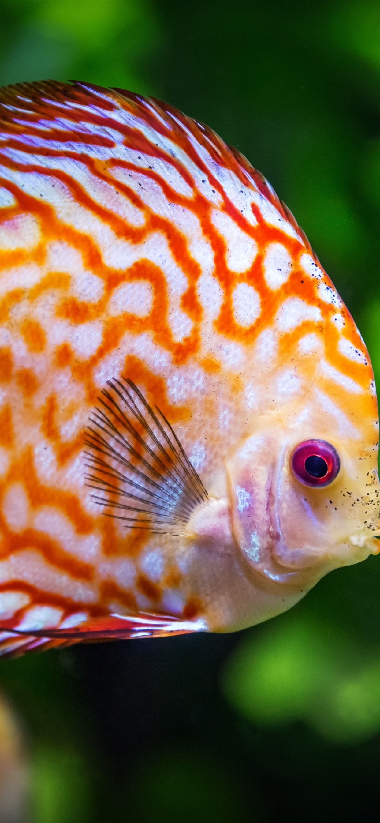 Iphone Wallpaper Orange Clownfish - Beautiful Fishes In A World - HD Wallpaper 