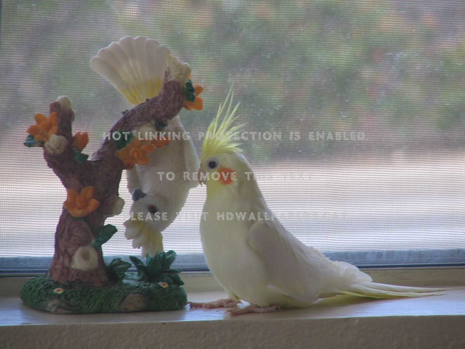 Young Cockatiel Pets Cokatiel Birds White - Cockatiel - HD Wallpaper 