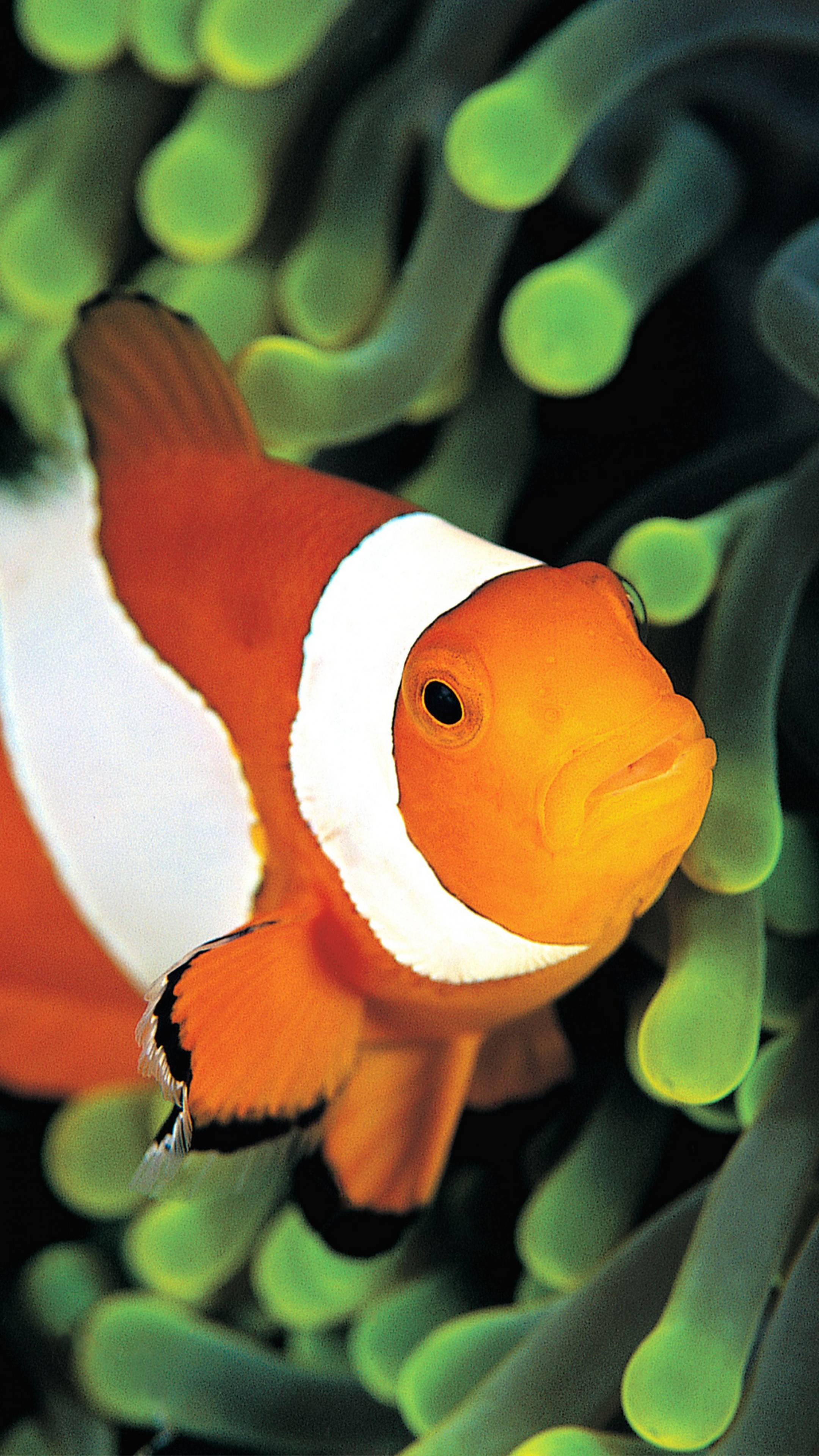 Clownfish 4k - HD Wallpaper 