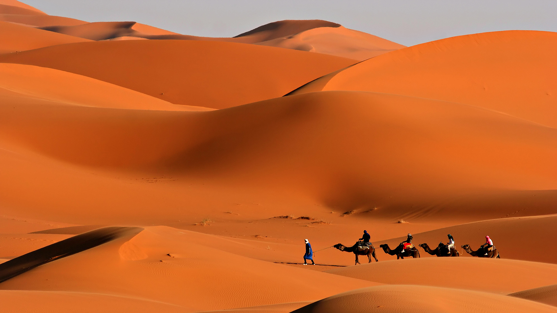 Sand Dunes With Camels - HD Wallpaper 