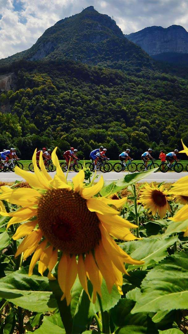 Tour De France 2019 Sunflowers - HD Wallpaper 
